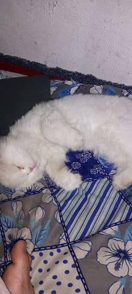 Persian cat for sale 03407973307 3