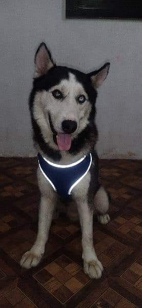 Husky Available for sale very active healthy potty trained 15