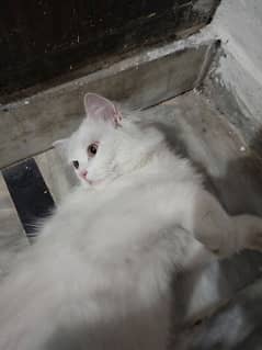 Persian Triple coated Female Cat 6 Months Age