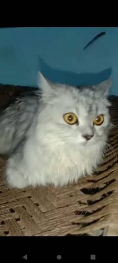 persain cat gary colour orange eyes