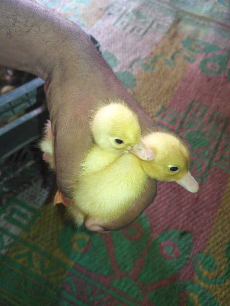 desi duck day old 1
