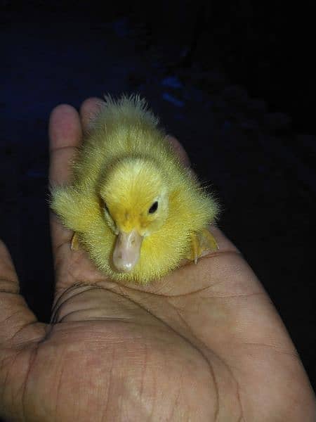 desi duck day old 2