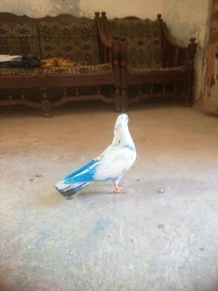 pigeon 1