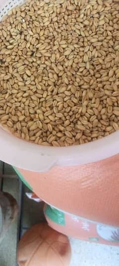 wheat grains for sale 0