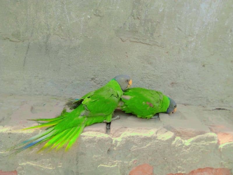 parrots 2