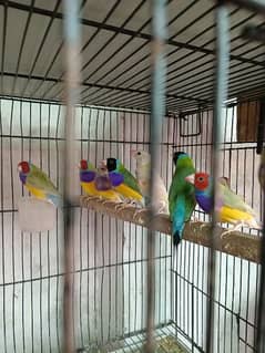 Gouldian finch and love birds