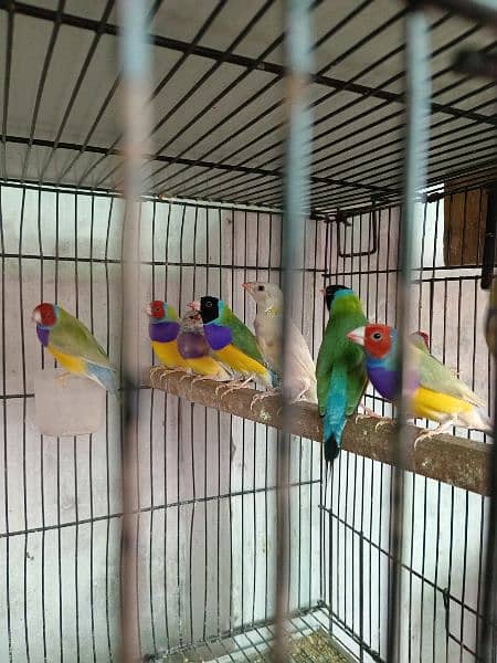 Gouldian finch and love birds 0