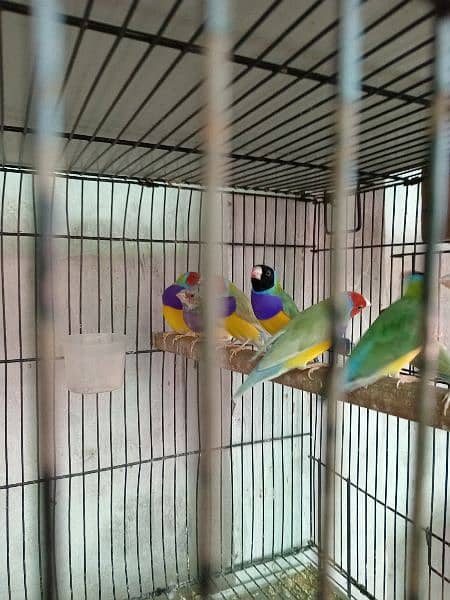 Gouldian finch and love birds 1