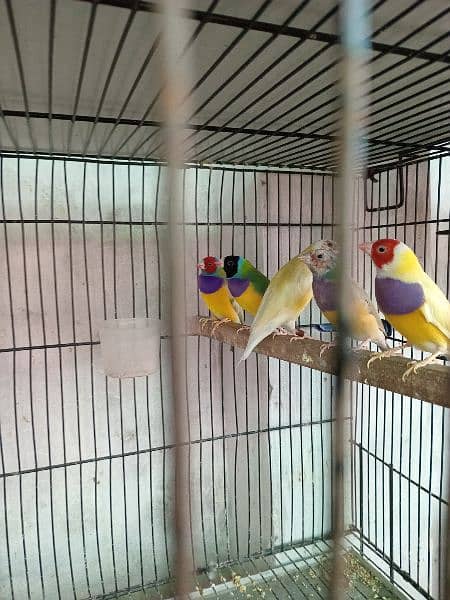 Gouldian finch and love birds 2