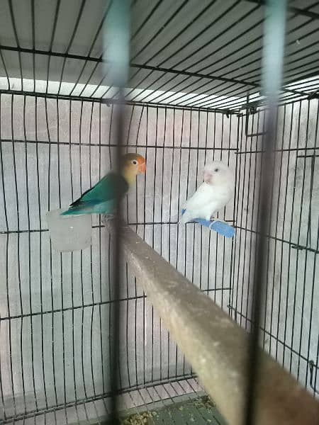 Gouldian finch and love birds 3