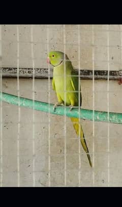 Ringneck parrots