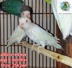 ALBINO RED EYE CREAMINO LOVEBIRDS