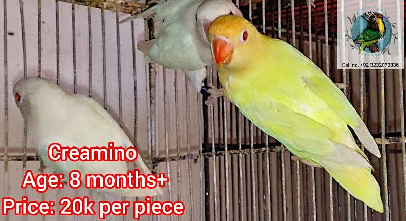 ALBINO RED EYE CREAMINO LOVEBIRDS 2