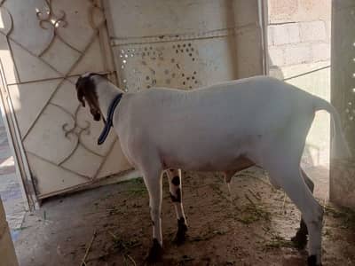 my home breed jori for qurbani do dant dono