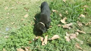 labra puppy black full active n friendly best for home