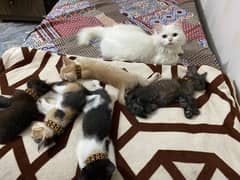 Persian Cat/Double Coat/Triple Coat/Kitten/Punch Face/Semi Punch Face 0