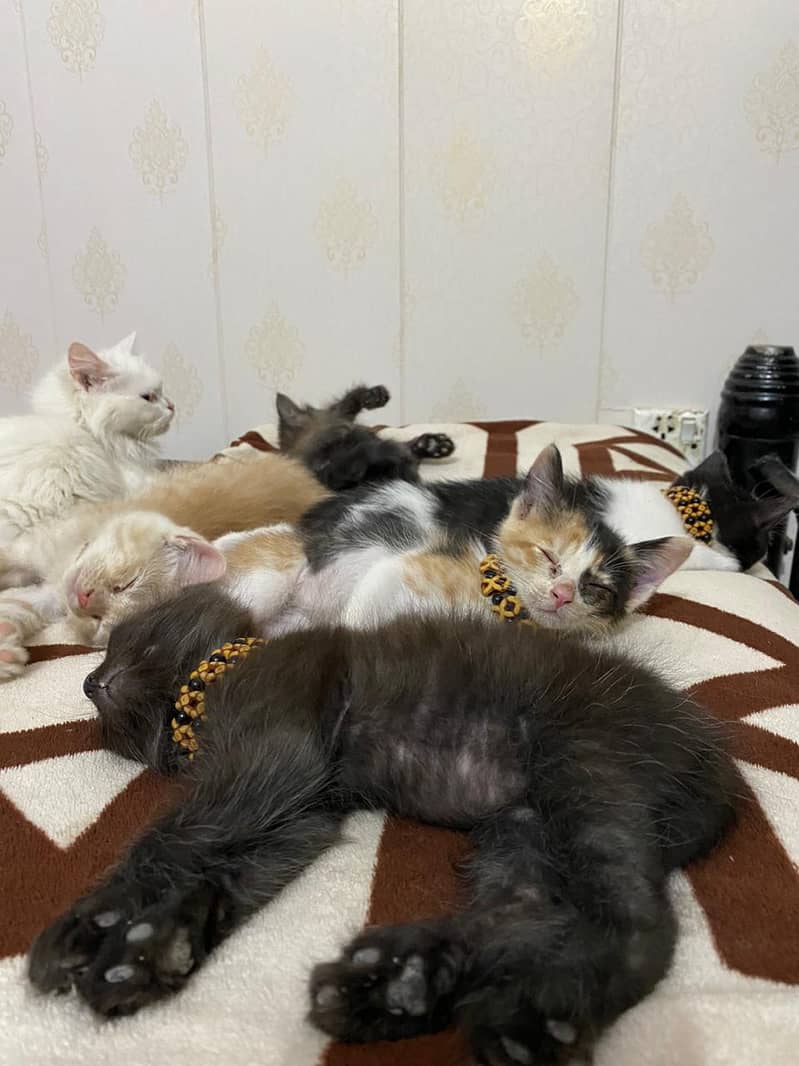 Persian Cat/Double Coat/Triple Coat/Kitten/Punch Face/Semi Punch Face 13