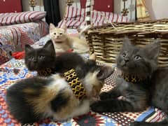 Persian Cat/Double Coat/Triple Coat/Kitten/Punch Face/Semi Punch Face