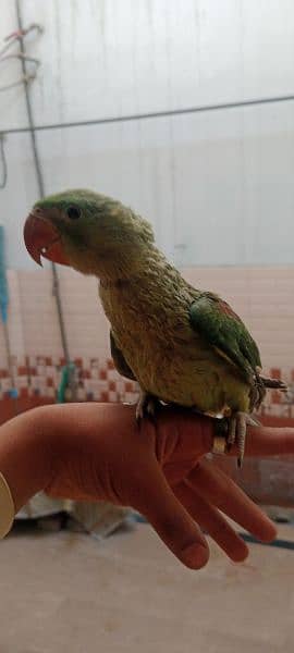 raw parrot 5