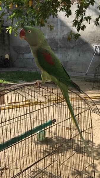 raw parrot bredder female age 3years hand trained talking 0