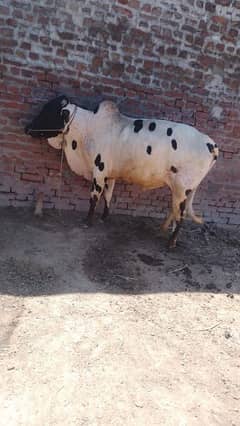 bull for sale qurbani