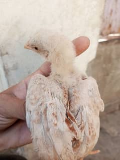 aseel mushka chicks for sale