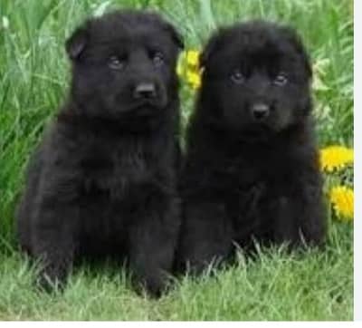 Black German Shepherd Long Coat Dog | German Shepherd Pair For sale 1