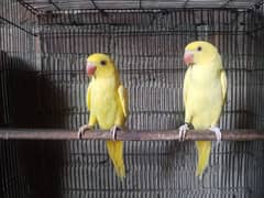 Yellow parrot females wth dna