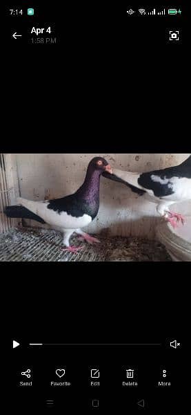 all pigeon for sale 2