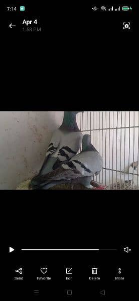 all pigeon for sale 3