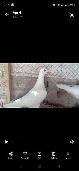 all pigeon for sale 4