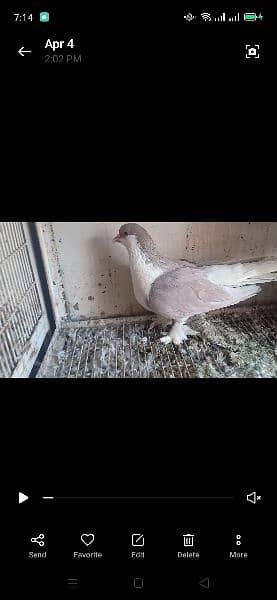 all pigeon for sale 5
