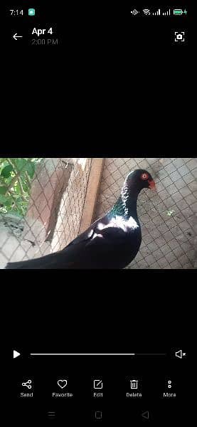 all pigeon for sale 6