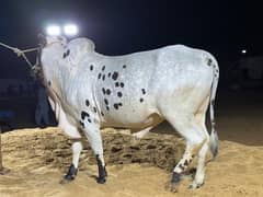 Bakra Eid Cow available