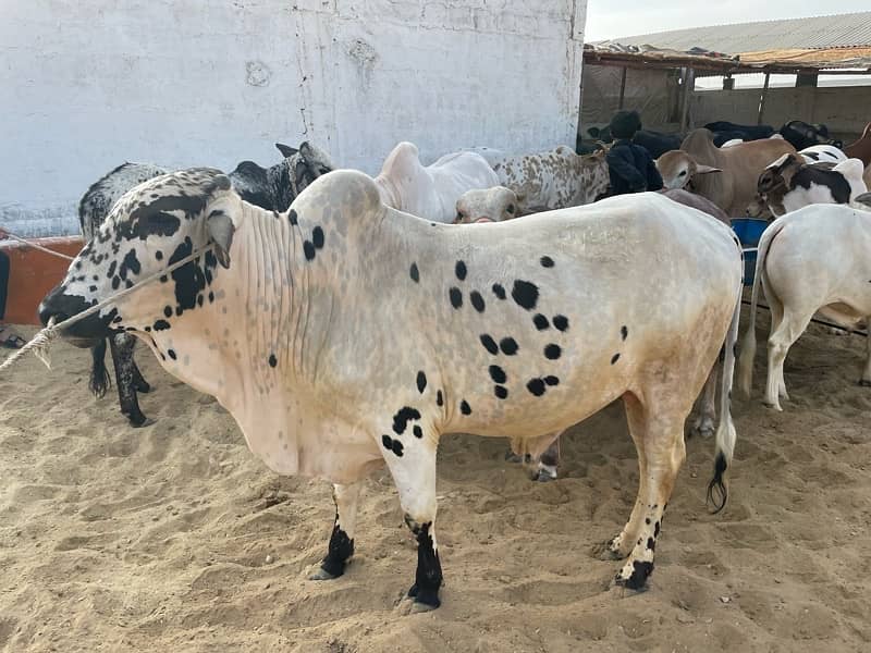 Bakra Eid Cow available 8