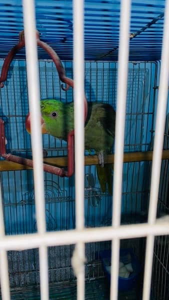 Raw parrot 4