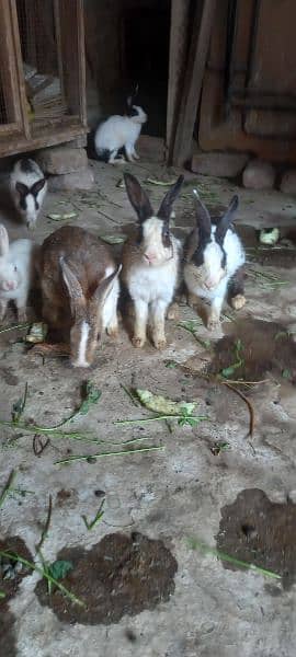 5 adad desi rabbit bray 1 male 4 female 1