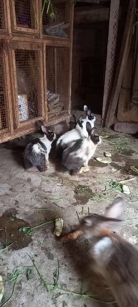 5 adad desi rabbit bray 1 male 4 female 2