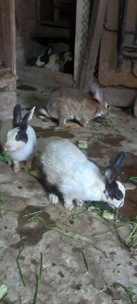 5 adad desi rabbit bray 1 male 4 female 3