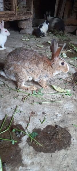 5 adad desi rabbit bray 1 male 4 female 4