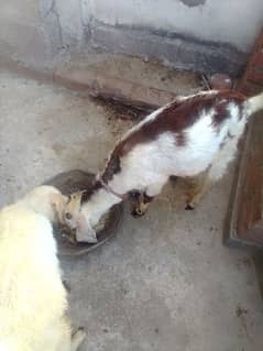 sell the male goat 5month old