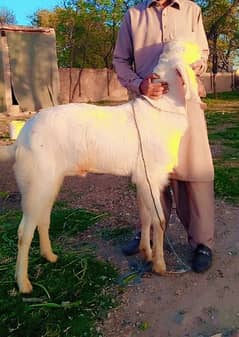 rajanpuri bakra rajanpuri breeder quality goat