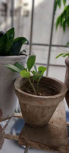 plant with  pot good condition