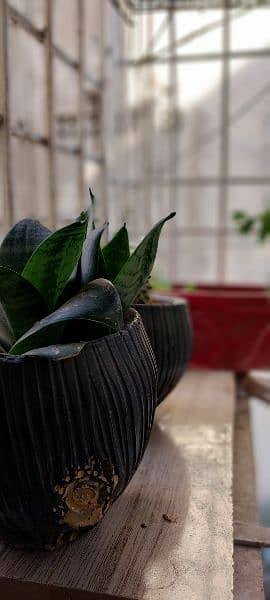 plant with  pot good condition 1