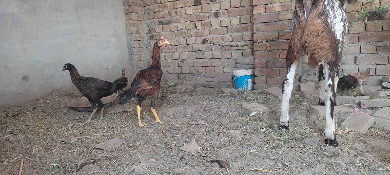 High Quality Vaccinated Aseel Bengum pair for sale 1