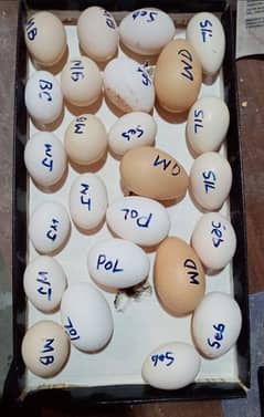 fancy hens fertile eggs (Karachi) 0