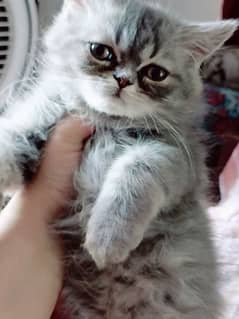 triple coat gray baluo kitten pure punch face2.5 month lahore
