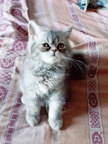 triple coat gray baluo kitten pure punch face2.5 month lahore 1