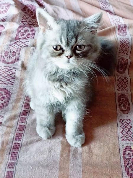 triple coat gray baluo kitten pure punch face2.5 month lahore 2