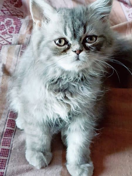 triple coat gray baluo kitten pure punch face2.5 month lahore 3
